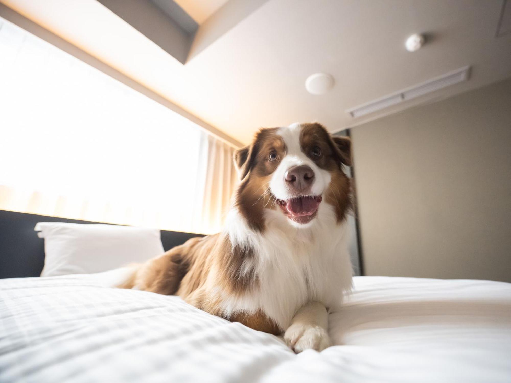 Hotel Anddoggy Kyoto Nijo Luaran gambar
