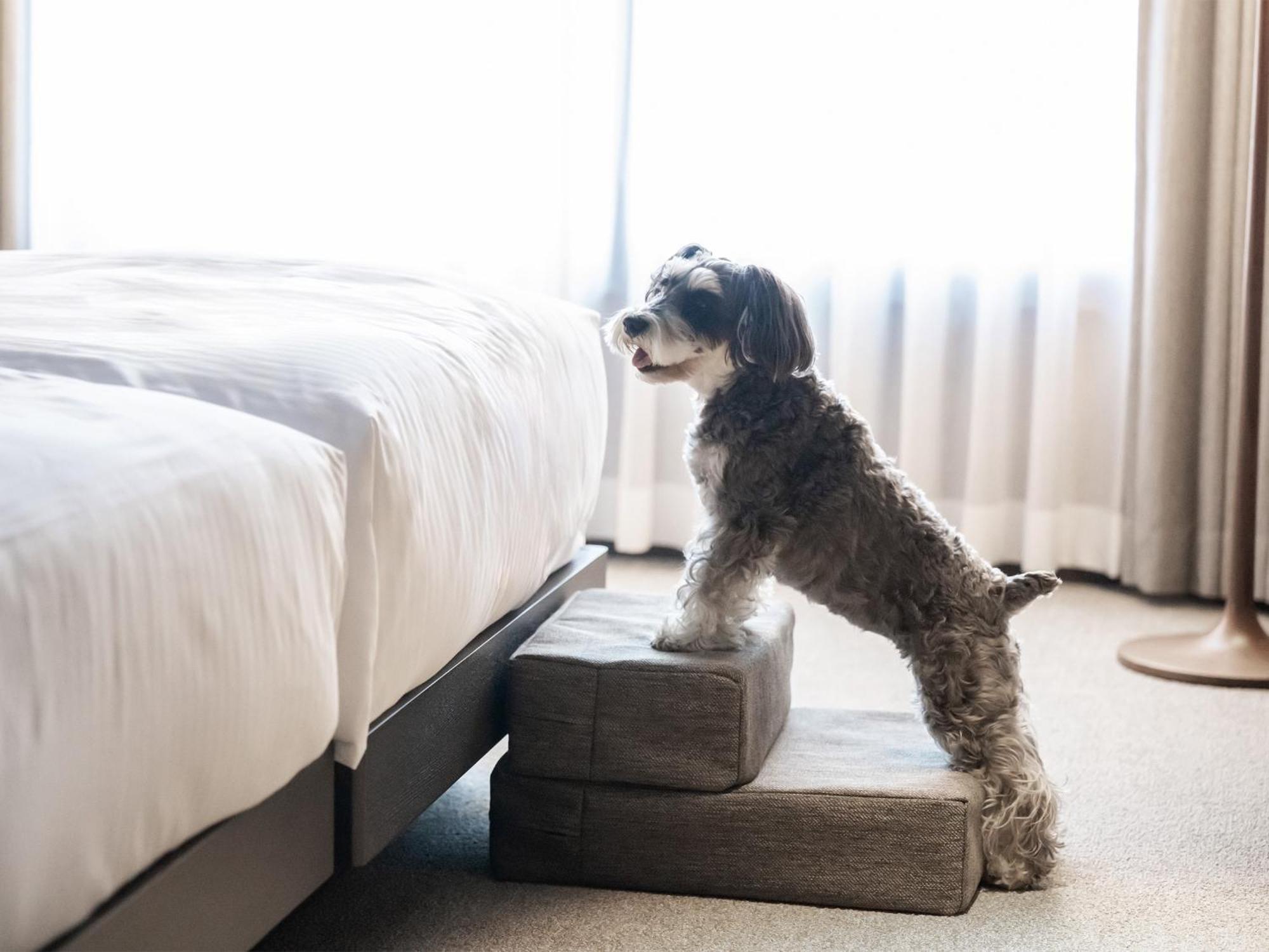 Hotel Anddoggy Kyoto Nijo Luaran gambar